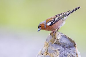 Common chaffinch