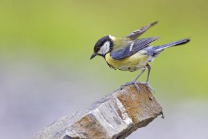 Great tit