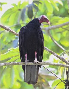 Turkey Vulture