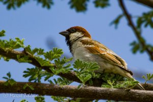 somali sparrow hybrid