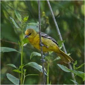 Orchard Oriole (female)