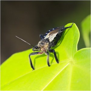 Assassin Bug