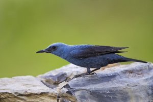 Blue rock thrush