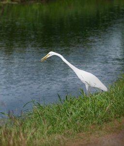 Egret in a creek across the street