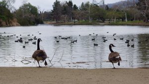 Canada Goose Yoga