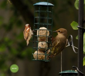 Sparrow and starling eating