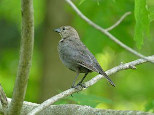 female cowbird