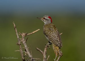 Nubian Woodpecker