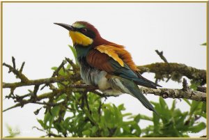 Bee-eater