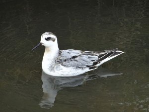 Red (Grey) Phalarope