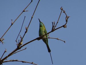 Green Bee-Eater