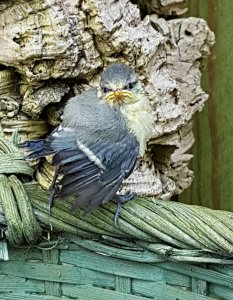 Young Blue Tit