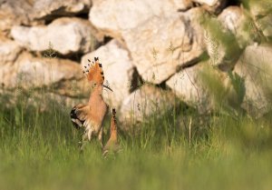 Hoopoe