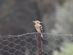 Hoopoe in southernSpain