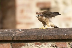 Common kestrel