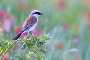 Red-backed shrike