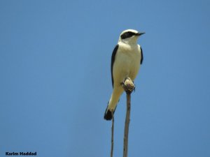 Black-eared Wheatear