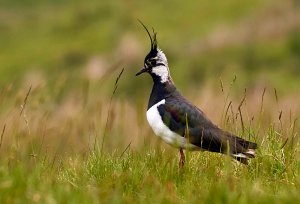 Lapwing