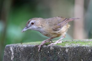 Abbots Babbler