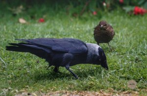 Adult jackdaw with starling looking on