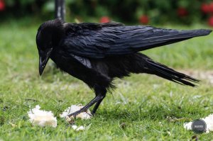 Young jackdaw learning how to eat by treading on it