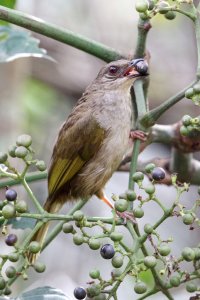 Olive Winged Bulbul