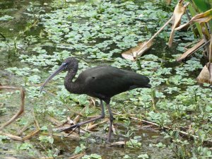 Adult Glossy Ibis