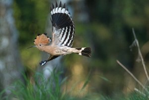 Hoopoe