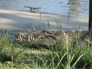 American Crocodile