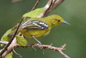 Common Iora Female