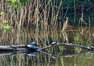 Red-eared Sliders on a sunk tree branch