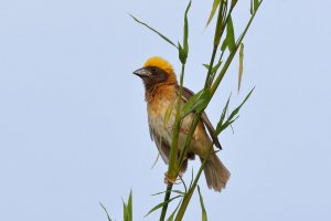 Baya Weaver Male