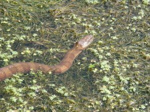 Brown Water Snake