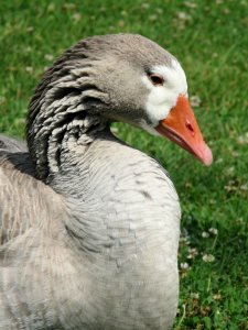 Goose