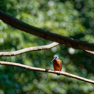 Kingfisher (Japanese ed.)