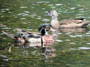 Wood Duck Couple