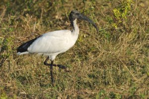 (African) Sacred Ibis