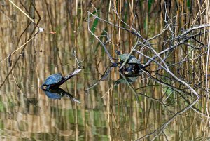 Turtles on the water