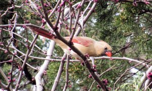 Female Cardinal