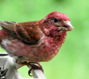 Purple Finch