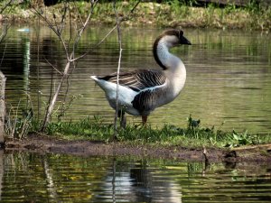 Brown African Goose