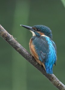 Kingfisher