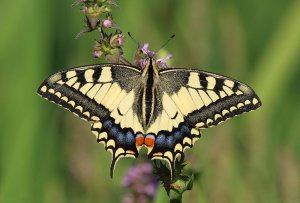 Old World Swallowtail