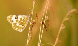 Eastern Bath White