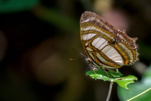 Metamorpha elissa elissa