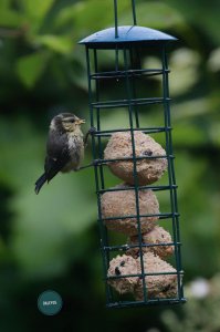 Blue tit on fat ball