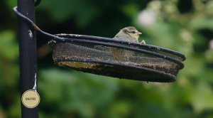 Young tit can anybody see me in here