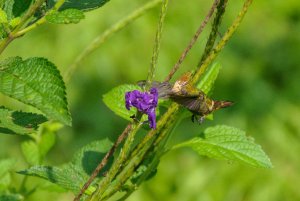 Rufous-crested Coquette