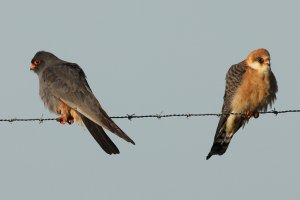 male and female red-footed falcon