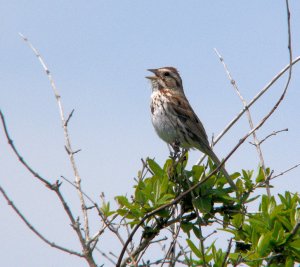 Song Sparrow